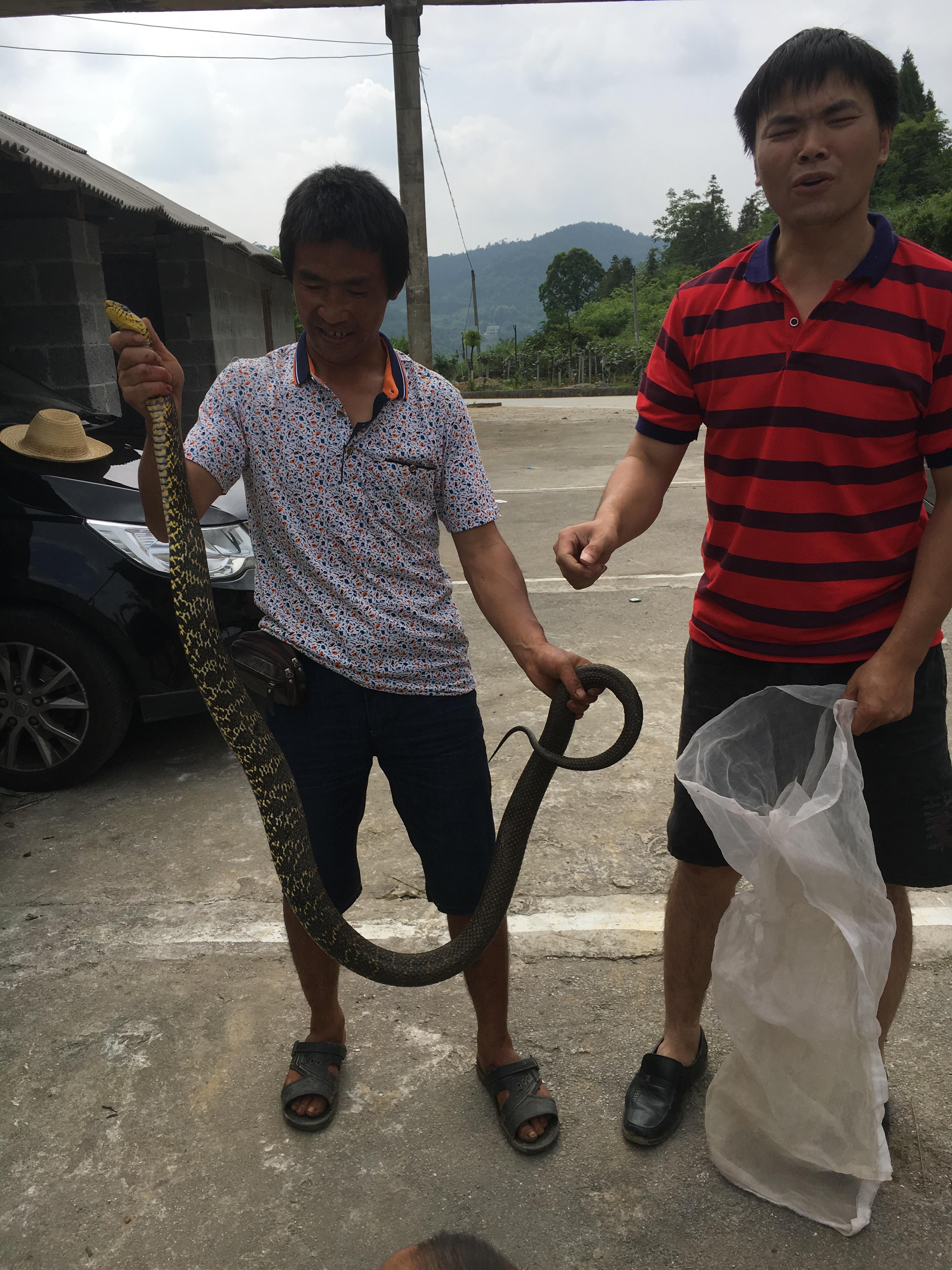 常见的大型蛇，无毒，靠自身强壮的身体和强大缠绕力来猎物 第7张