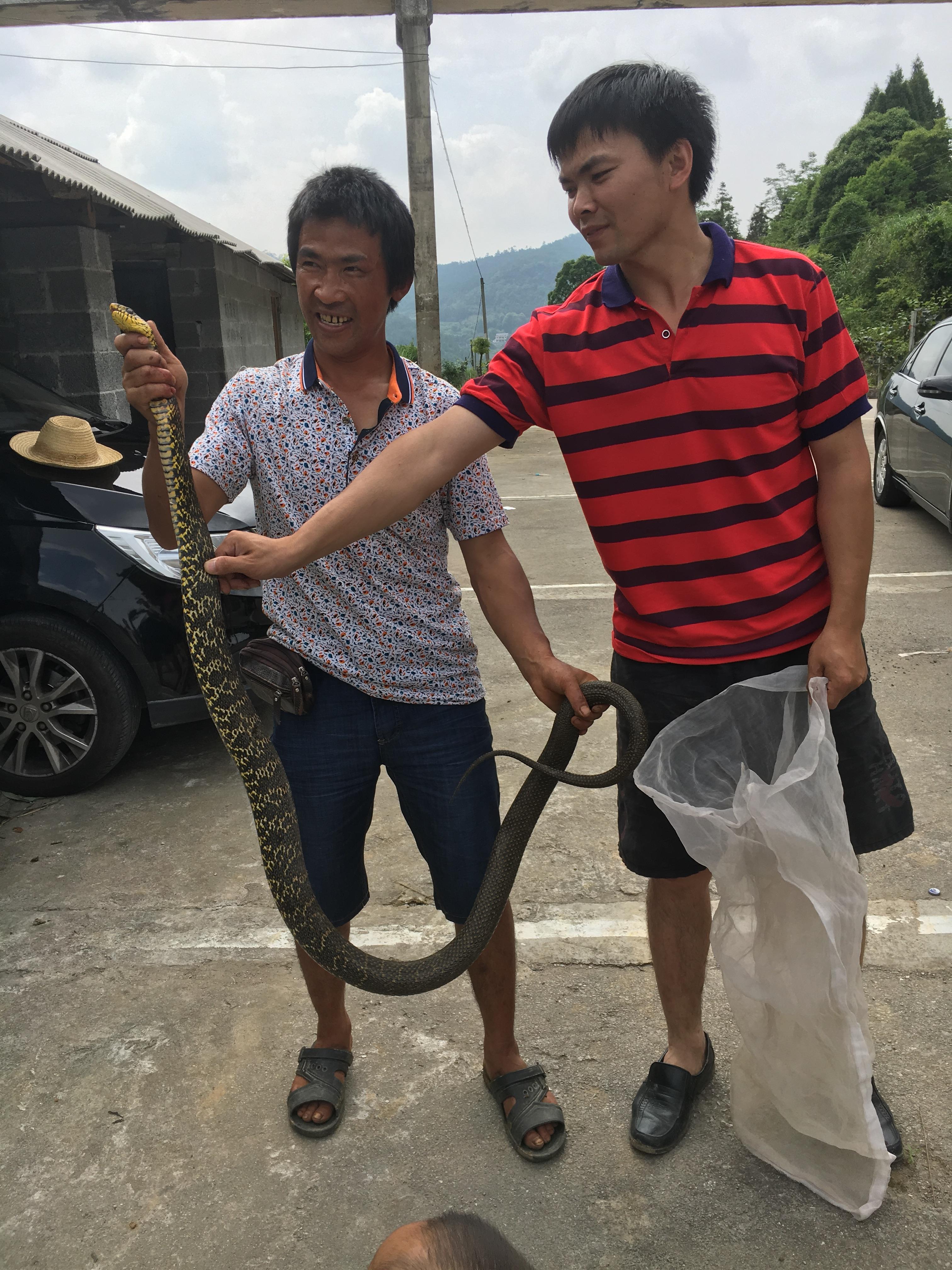 常见的大型蛇，无毒，靠自身强壮的身体和强大缠绕力来猎物 第5张