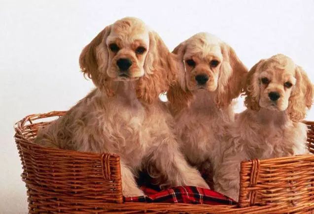 45种名犬，您都认识吗？ 第151张