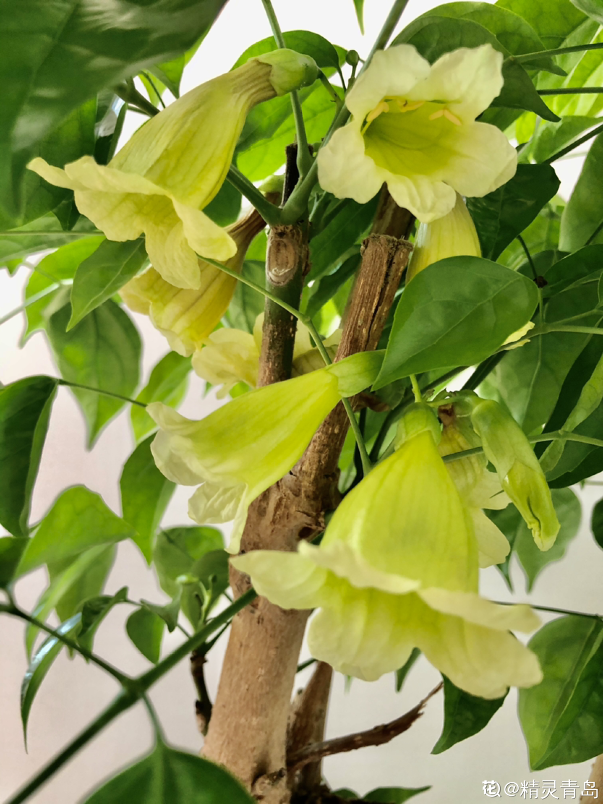 吉祥好兆头的15种花（家里养什么花最好最吉利） 第25张