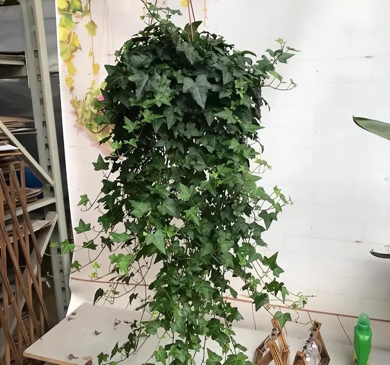 适合卧室养的植物排名（夜间能制氧气的10种花） 第21张