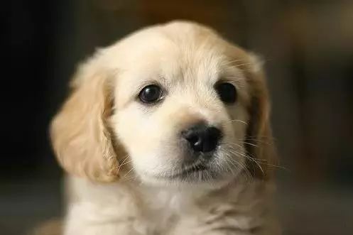 45种名犬，您都认识吗？ 第141张