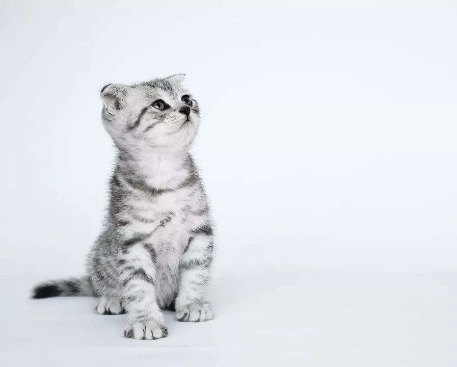零基础素描教程，教你画猫咪 第1张