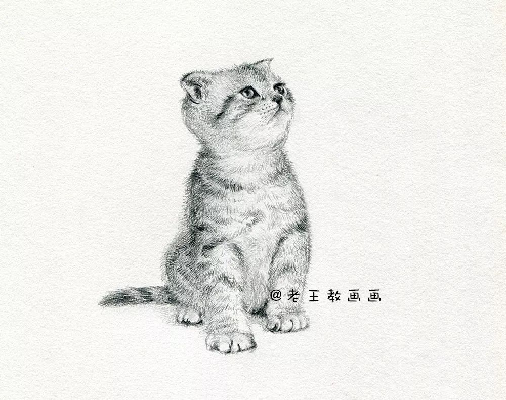 零基础素描教程，教你画猫咪 第3张