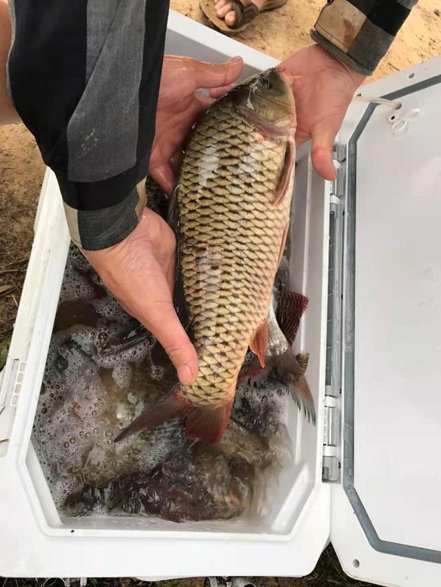 ​寒冬钓鲤鱼攻略，水底地形是关键，饵料添加剂配方分享 第7张