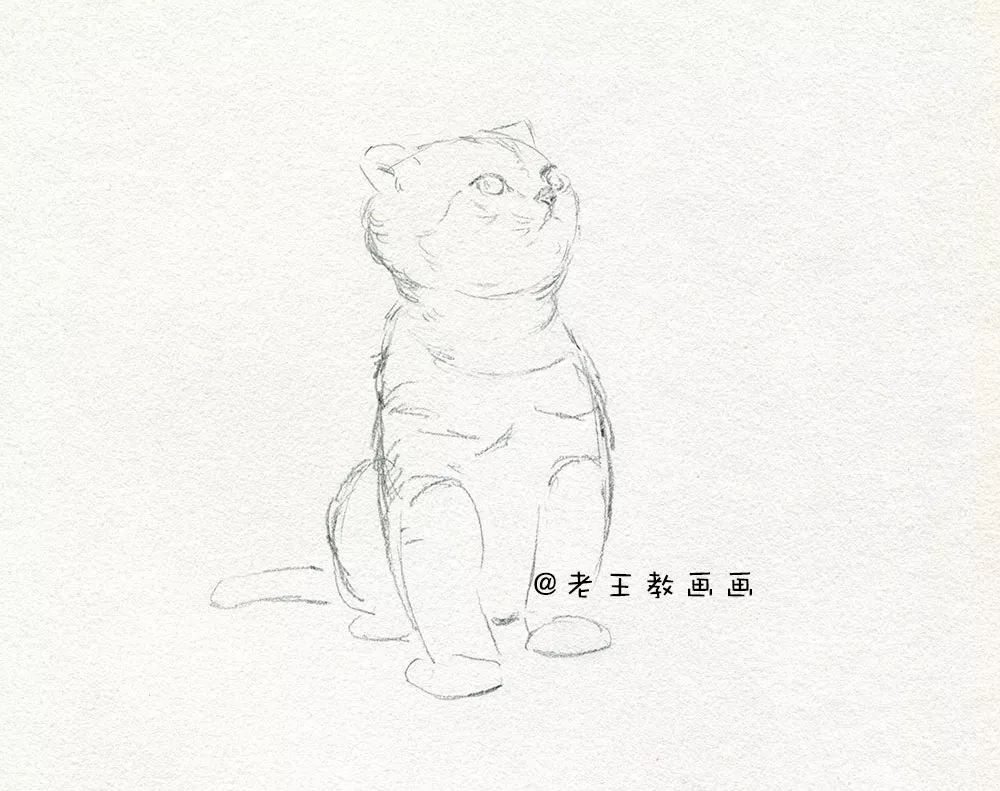 零基础素描教程，教你画猫咪 第7张