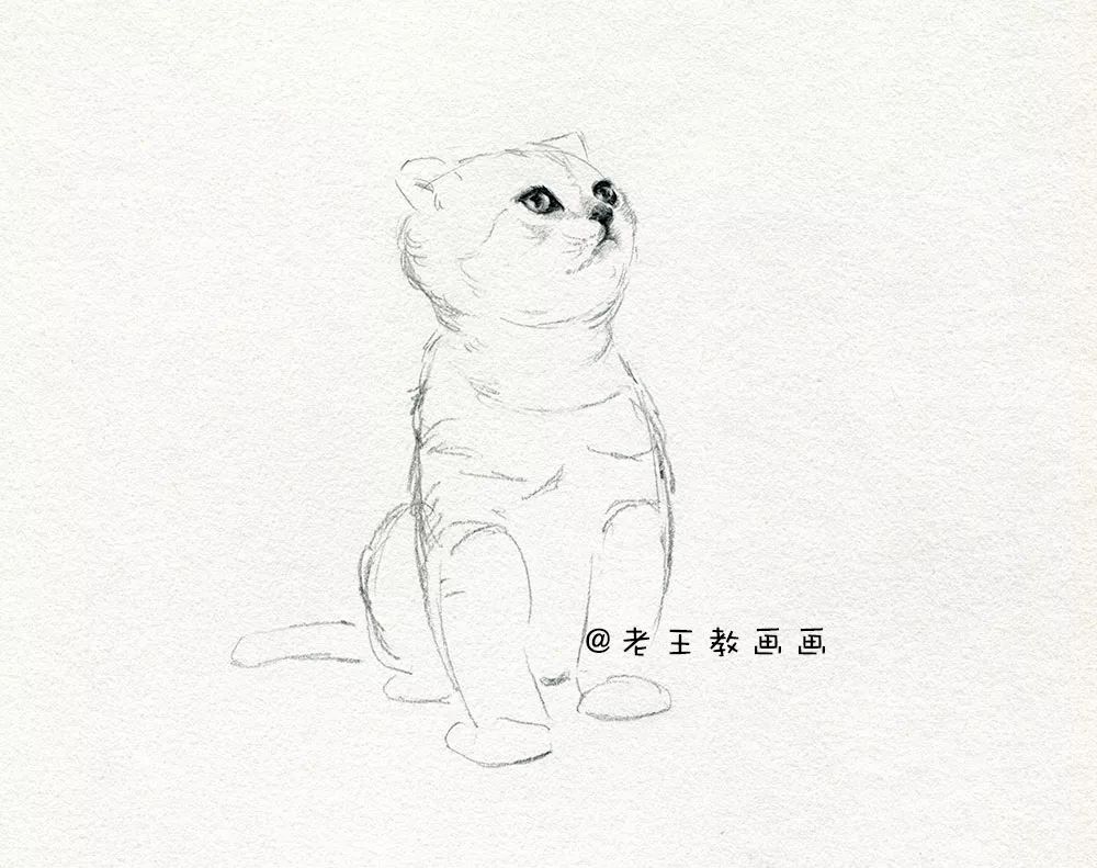 零基础素描教程，教你画猫咪 第9张