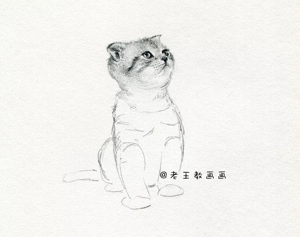 零基础素描教程，教你画猫咪 第11张