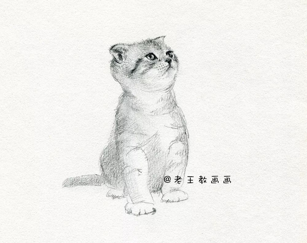 零基础素描教程，教你画猫咪 第13张