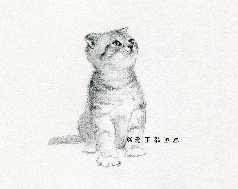 零基础素描教程，教你画猫咪 第15张