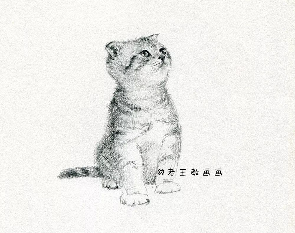 零基础素描教程，教你画猫咪 第17张