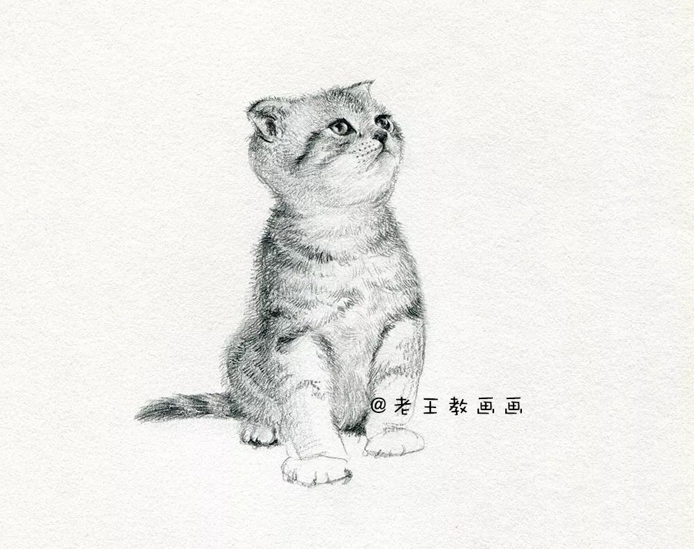 零基础素描教程，教你画猫咪 第19张