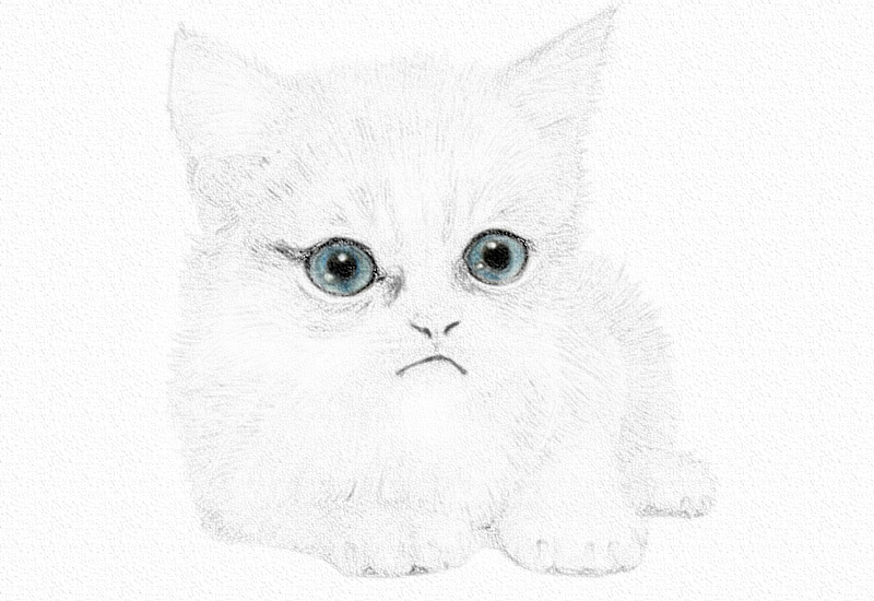 彩铅画猫咪教程步骤图 第5张