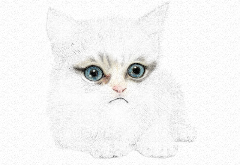彩铅画猫咪教程步骤图 第7张