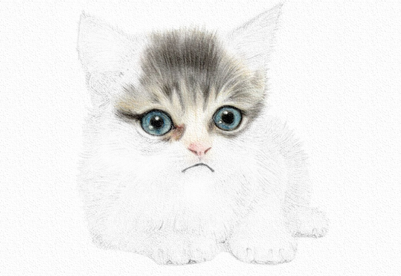 彩铅画猫咪教程步骤图 第9张