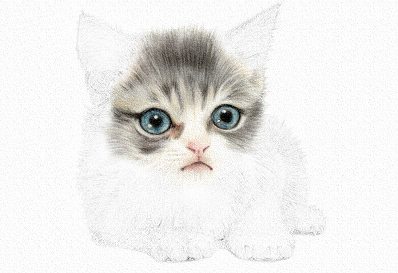 彩铅画猫咪教程步骤图 第11张