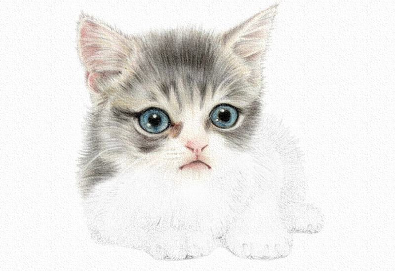 彩铅画猫咪教程步骤图 第15张