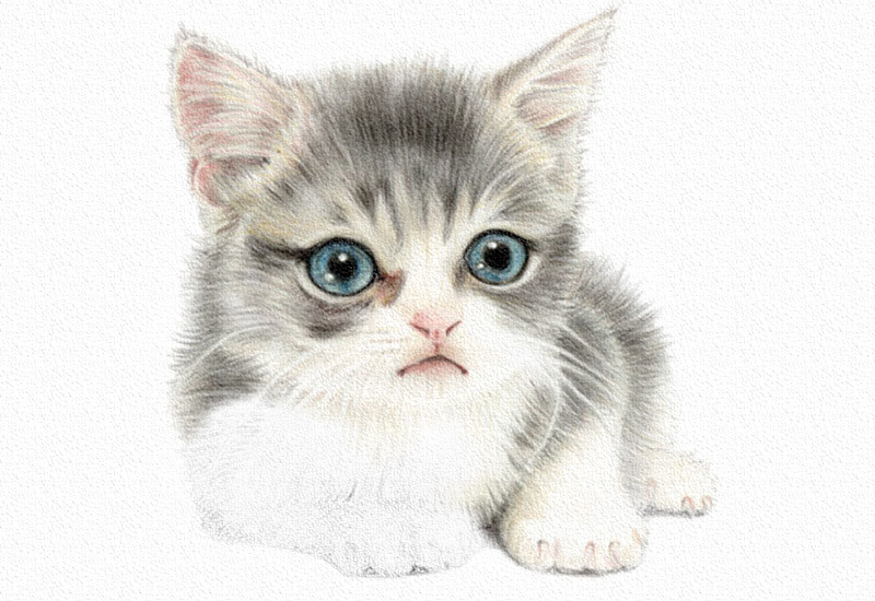 彩铅画猫咪教程步骤图 第17张