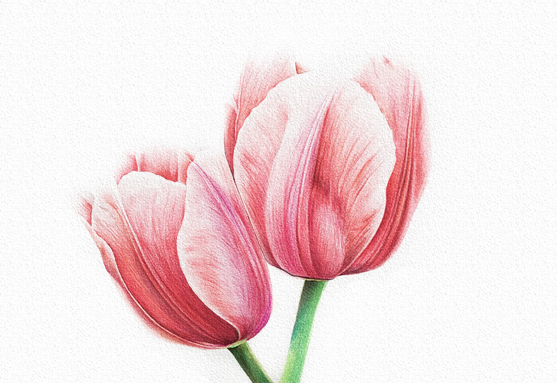 彩铅花卉步骤-郁金香彩铅画 第1张