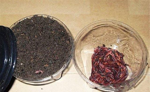 冬季钓鱼，自制几款“小药”大板鲫猛咬钩 第3张