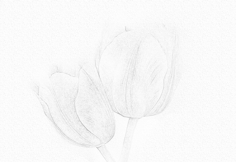 彩铅花卉步骤-郁金香彩铅画 第3张