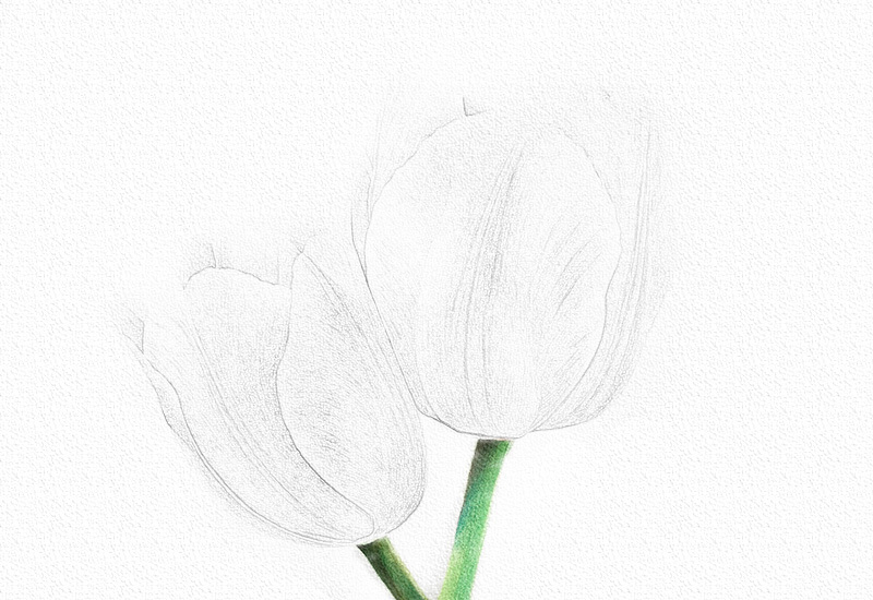 彩铅花卉步骤-郁金香彩铅画 第5张