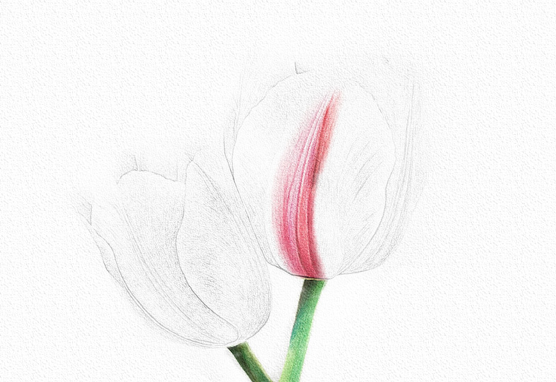 彩铅花卉步骤-郁金香彩铅画 第7张