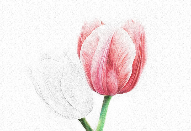 彩铅花卉步骤-郁金香彩铅画 第15张