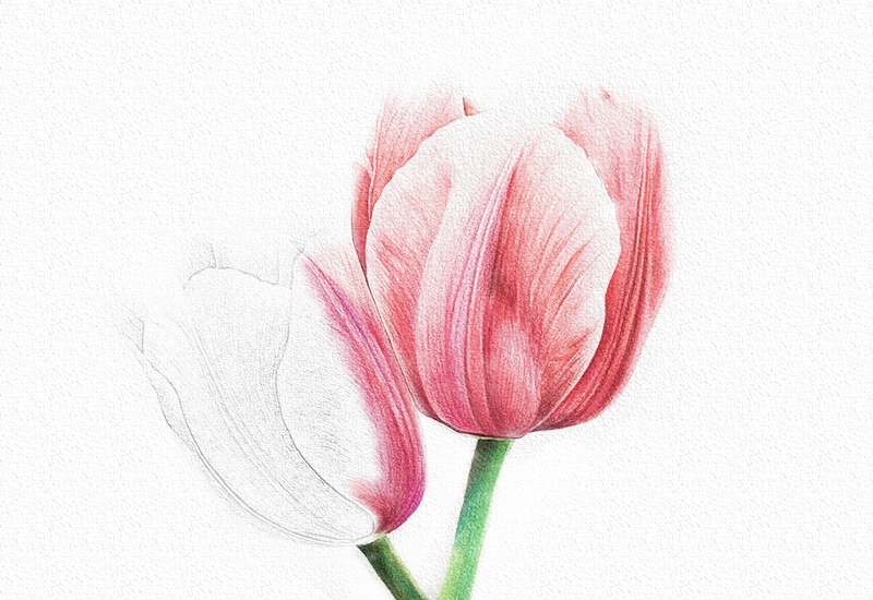 彩铅花卉步骤-郁金香彩铅画 第17张