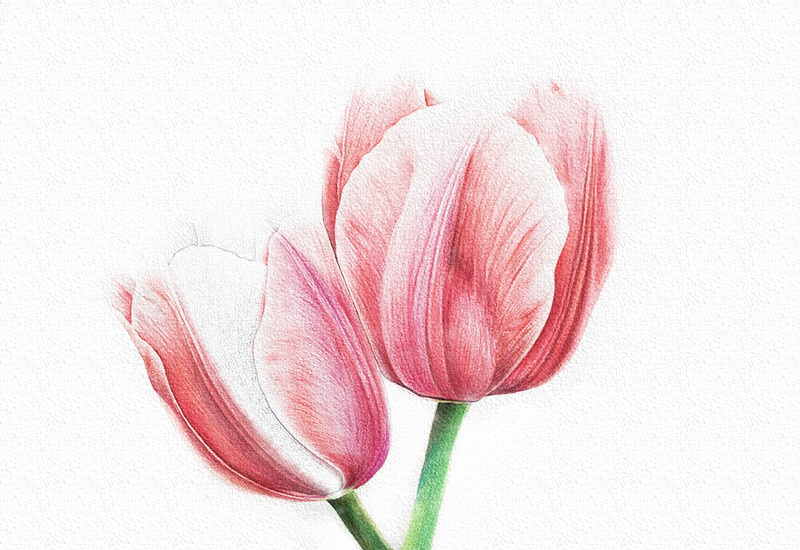 彩铅花卉步骤-郁金香彩铅画 第19张