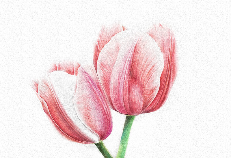 彩铅花卉步骤-郁金香彩铅画 第21张