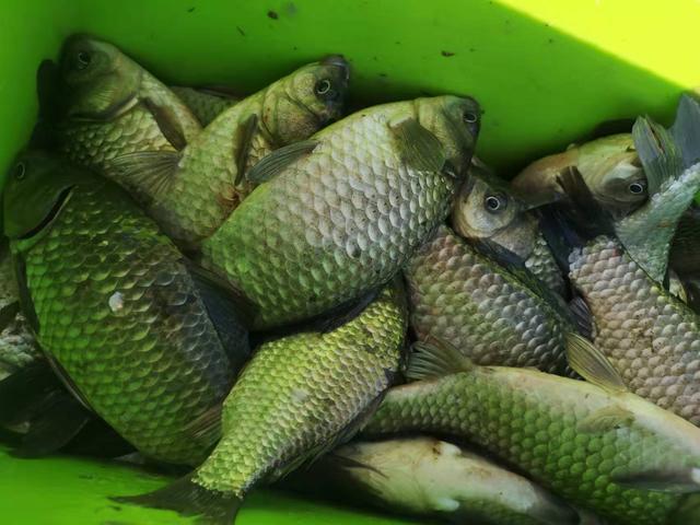 深冬钓鱼窝料选择与制作，可大幅缩短诱鱼时间 第7张