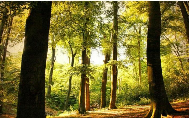 forest是什么意思英语「forest例句及短语搭配」 第3张