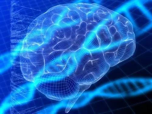 人在死后的几个小时 一些大脑基因更加活跃 第1张