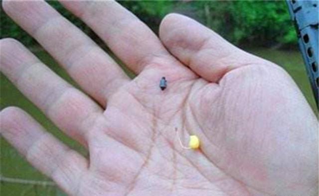 进入晚秋，鲫鱼开始贴秋膘，用这些饵料配方 第5张