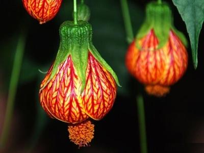 灯笼花的养殖方法 第3张