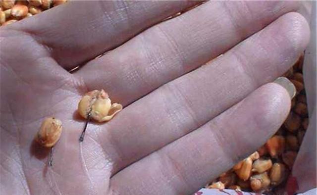 深秋钓鲤鱼，用这些自制饵料 第9张