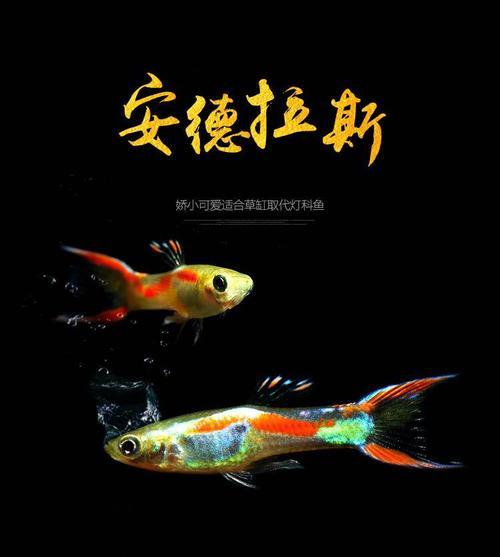 详细说说孔雀鱼的日常管理和饲养方法，让孔雀鱼不再死亡 第5张