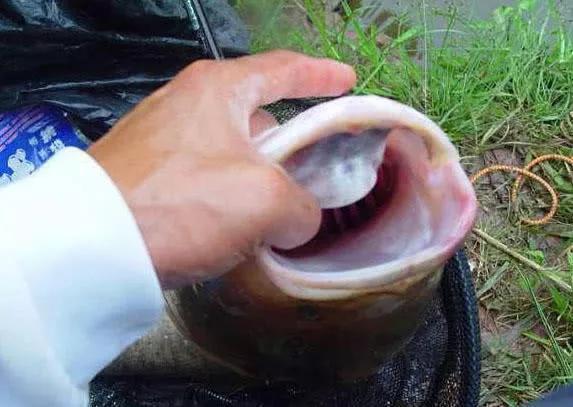手竿钓鲢鳙：为何伊豆完胜伊势尼 第9张