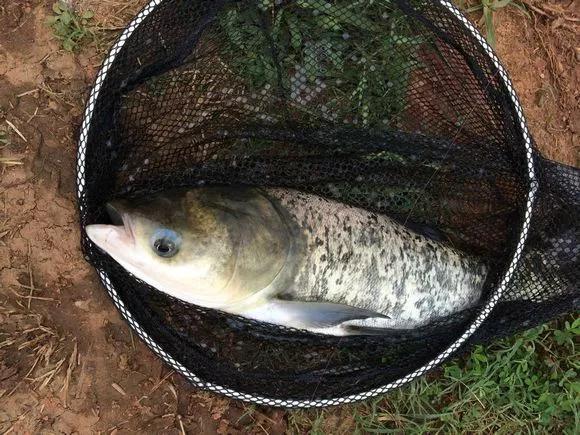 手竿钓鲢鳙：为何伊豆完胜伊势尼 第13张