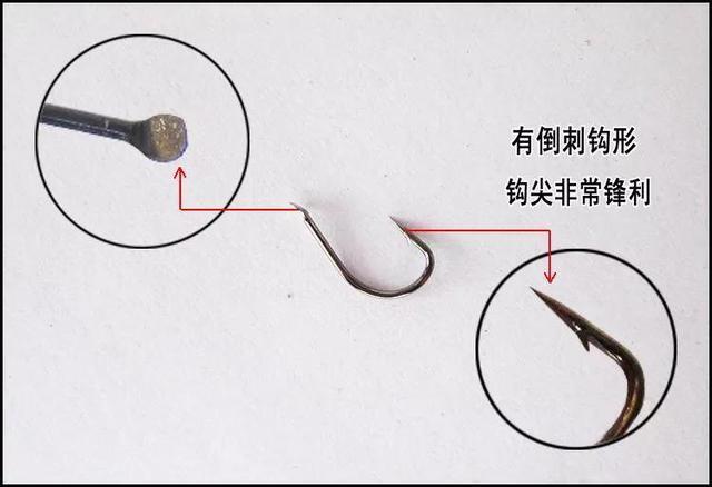 手竿钓鲢鳙：为何伊豆完胜伊势尼 第23张