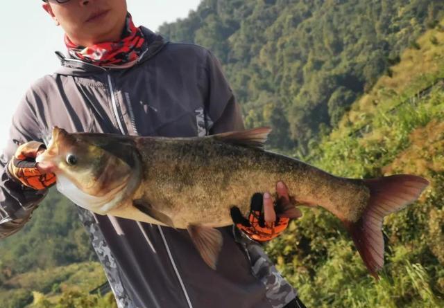 手竿钓鲢鳙，你不知道的5个小知识 第1张