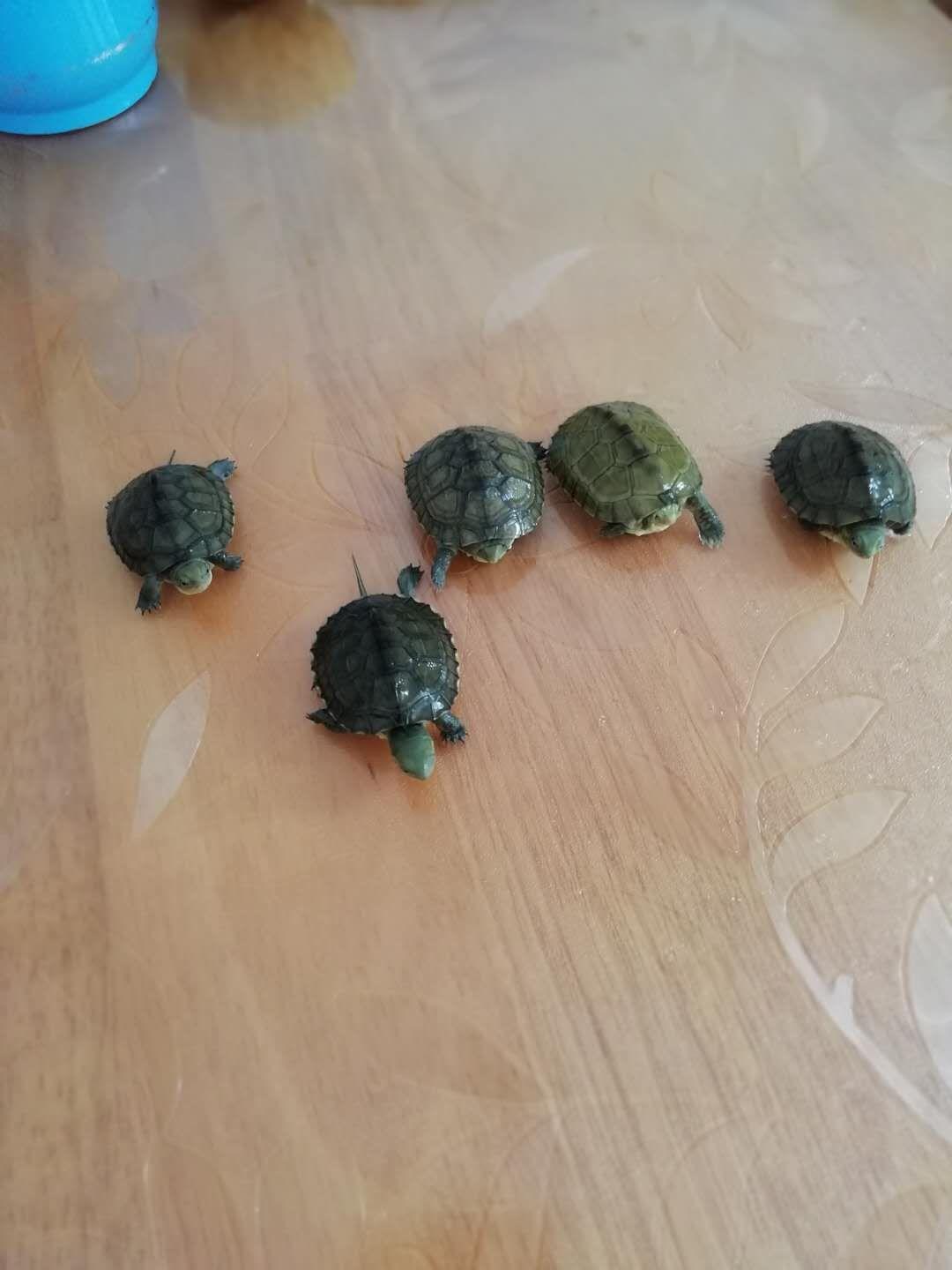乌龟吃什么食物大全 第3张