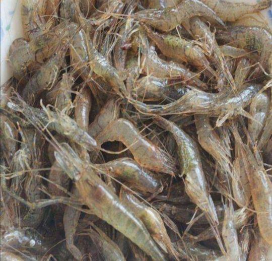 乌龟吃什么食物大全 第9张