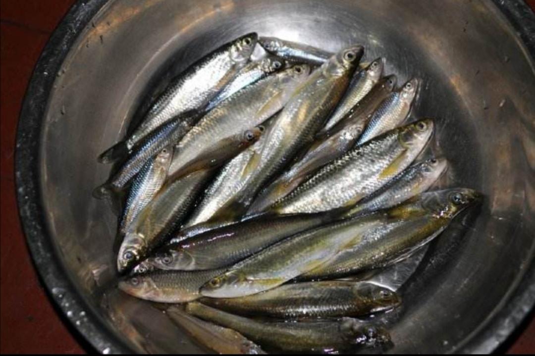乌龟吃什么食物大全 第11张