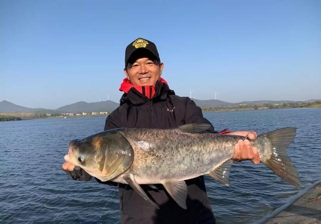 钓鲢鳙为什么老是锚鱼？我来告诉你真相 第1张