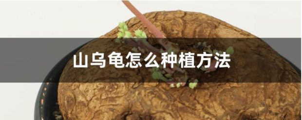 山乌龟种植方法 第1张