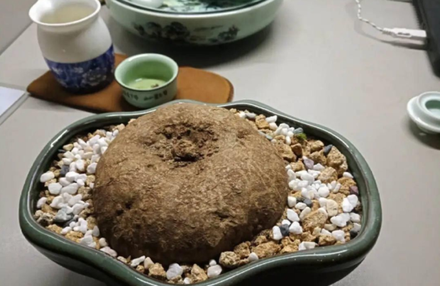 山乌龟种植方法 第3张