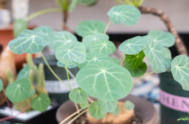 山乌龟种植方法 第11张
