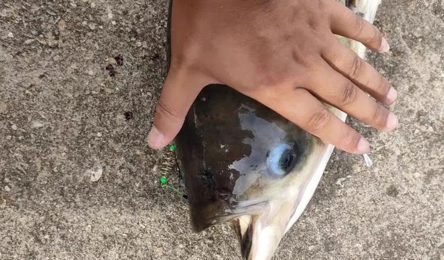 钓鲢鳙打不到正口？那是提竿不及时 第5张
